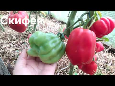 Видео: ЛУЧШИЕ УРОЖАЙНЫЕ ТОМАТЫ сезона 2024.