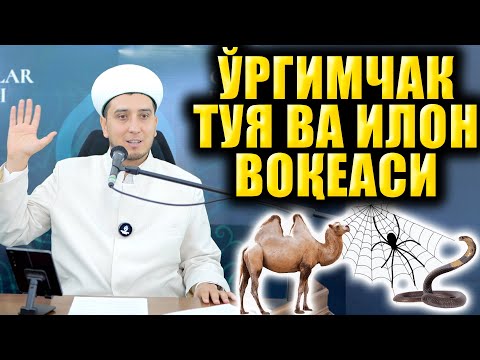 Видео: ЎРГИМЧАК ТУЯ ВА ИЛОН ВОҚЕАСИ. ИБРАТЛИ ҲИКОЯЛАР