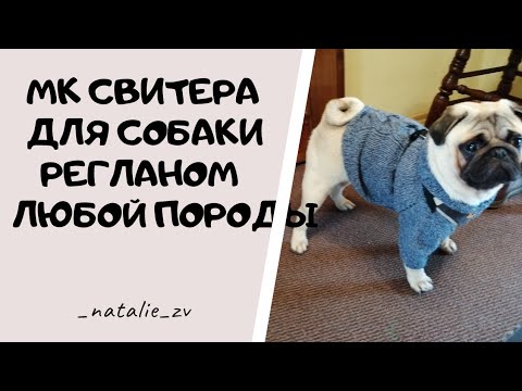 Видео: СВИТЕР СПИЦАМИ ДЛЯ СОБАКИ ЛЮБОЙ ПОРОДЫ. РЕГЛАНОМ ВНИЗ. ПРАВИЛЬНЫЕ ЗАМЕРЫ. ПОЛНЫЙ РАСЧЁТ.