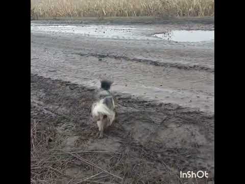 Видео: Вопросов все больше  и больше 