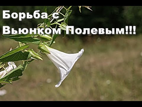 Видео: Боремся с Вьюнком Полевым. Интересный способ