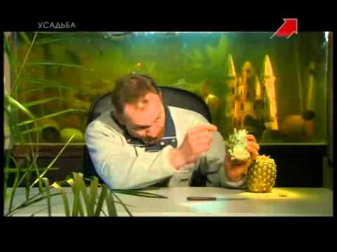 Видео: Чудеса, диковины и сокровища c Глебом Данильцевым - Ананас