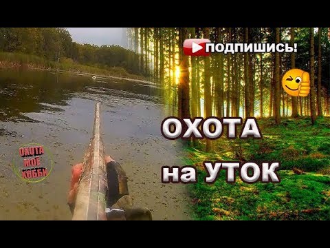 Видео: Охота на уток "Хладнокровный подход" Stoeger-2000/