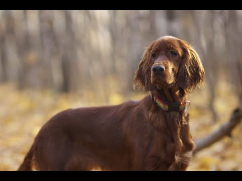 Видео: Ирландский сеттер! Моя лучшая в мире собака!