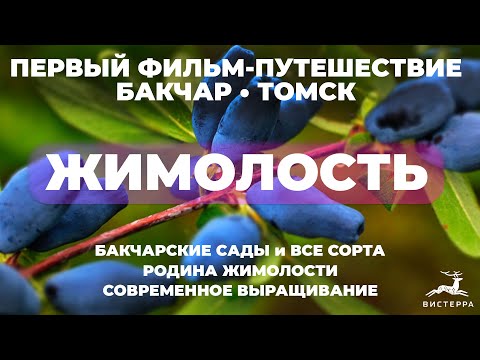 Видео: ЖИМОЛОСТЬ СОРТА ОПИСАНИЕ | ЖИМОЛОСТЬ БАКЧАРСКИЙ ВЕЛИКАН БАКЧАРСКИЕ СОРТА | ЖИМОЛОСТЬ ПОСАДКА И УХОД