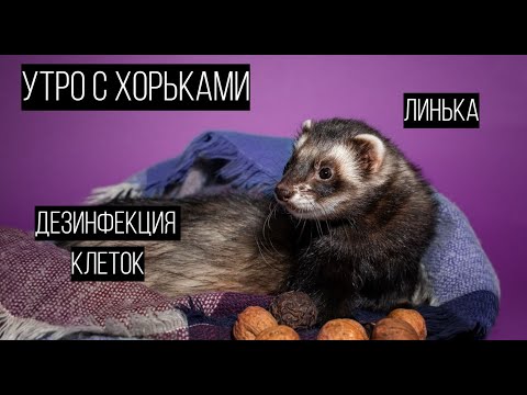 Видео: Линька хорька/ дезинфекция клеток