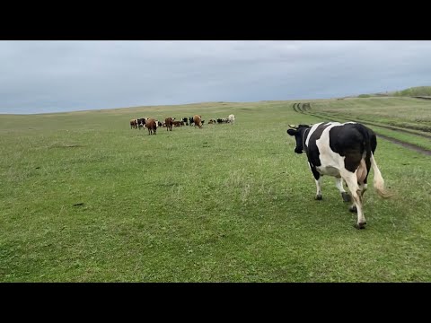 Видео: 3 мая 2025 г.