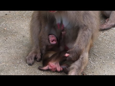 Видео: Потерявшийся детеныш обезьяны находит семью: Сила доброты / monpai monyet baby bibi monkey