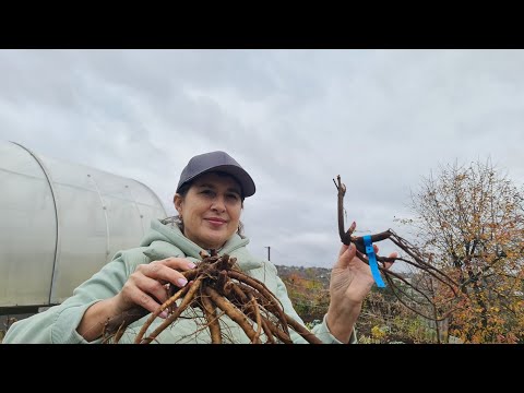 Видео: Розпаковка Півоній з Нідерланд.розплідника, чого більше плюсів чи мінусів?! Кіт в мішку.Сльози...