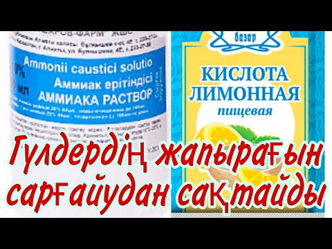 Видео: Үй гүлдерінің жапырағының сарғауына қарсы тыңайтқыш. Гүлдерге түрлі дәрумендер. Гүлдер әлемі.Үй гүл