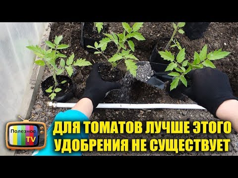 Видео: ДЛЯ ТОМАТОВ ЛУЧШЕ ЭТОГО УДОБРЕНИЯ НЕ СУЩЕСТВУЕТ! ВНЕСИТЕ ЕГО ПРИ ПОСАДКЕ