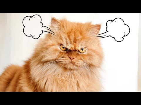 Видео: 14 вещей, которые кошки НЕНАВИДЯТ (№2 может вас удивить)