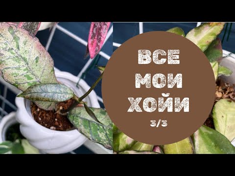 Видео: Все мои хойи. Обзор-подчсчёт. Часть 3