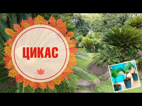 Видео: Самое древнее домашнее растение 🌟 ЦИКАС, саговник 🌟 Особенности ухода в домашних условиях