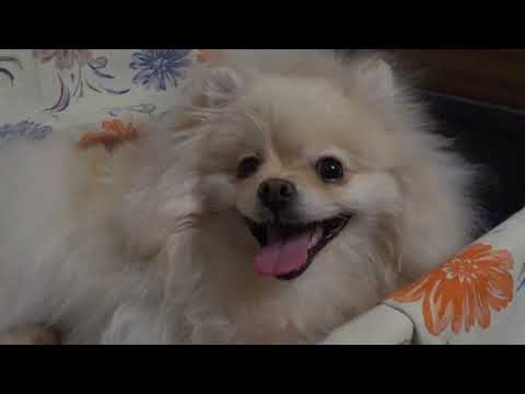 Видео: Funny dog Videos-Mirashow/Роды у шпица Роночки!!! Childbirth of Spitz Ronochka!