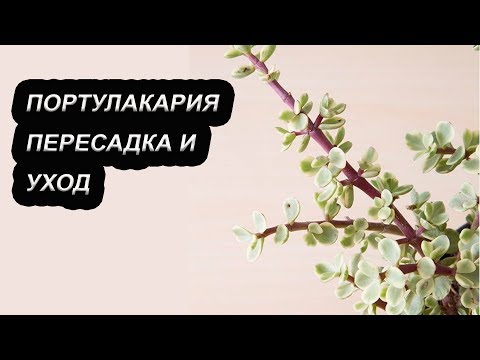 Видео: Портулакария пересадка и уход