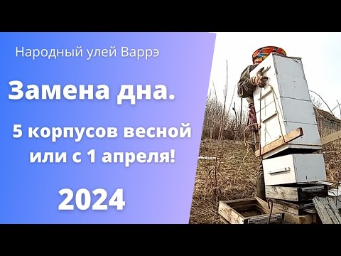 Видео: Народный улей Варрэ. Замена дна