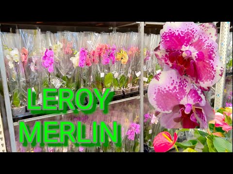 Видео: Невозможно УСТОЯТЬ ❗ЭТО ОРХОБЕЗУМЕЕ в LEROY MERLIN Орхидеи на любой вкус 🌸