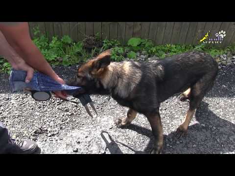 Видео: Дрессировка овчарки, баланс между добычей и кормом, команда дай, апортировка