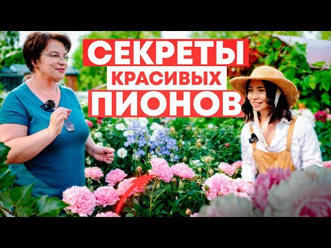 Видео: 😮ВЫ ВЫРАЩИВАЕТЕ ПИОНЫ НЕПРАВИЛЬНО! Любовь Аристархова раскрыла секреты ПИОНОВОГО РАЯ