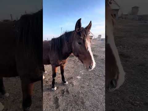 Видео: 😍🐎ТОРЫ ҚАСҚА АЙҒЫРЫМ КЕЛДІ😲🐴 
