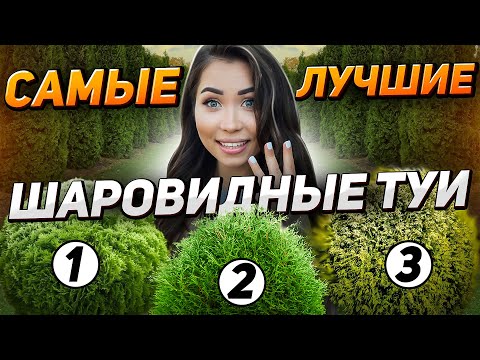 Видео: ШАРОВИДНЫЕ ТУИ: самые СТОЙКИЕ и МАЛОУХОДНЫЕ!