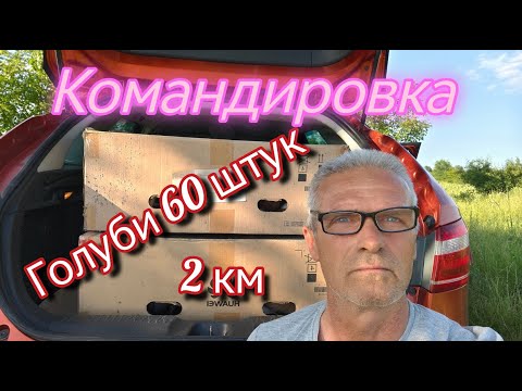 Видео: Голуби ШОК (Хоминг) Командировка