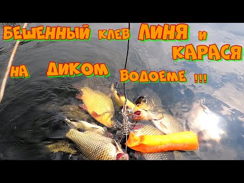 Видео: ЛОВЛЯ БОЛОТНОГО ЛИНЯ И КАРАСЯ ЛЕТОМ  ! РЫБАЛКА С ЛОДКИ НА ПОПЛАВОК .