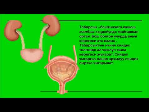 Видео: Бөлүп чыгаруу органы. 8-класс . Шерматова Гүлайым Кубанычбековна