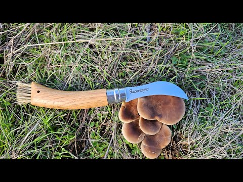 Видео: Ветрогоновите #гъби превзеха полетата около #софия 