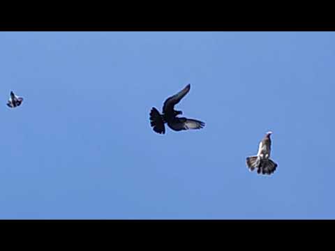 Видео: 18.09.2025г Гоняем Голубей!!!
