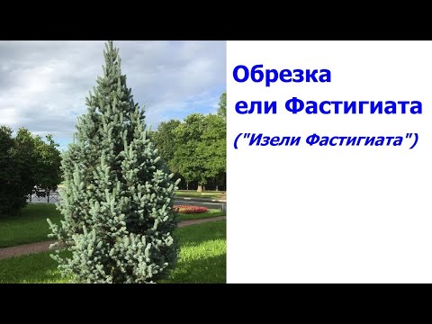 Видео: Обрезка ели Фастигиата - молодой и взрослой