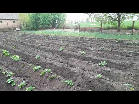 Видео: ДТЗ-470 БН. Польський підгортач. Міжрядка. Випробування (№274)