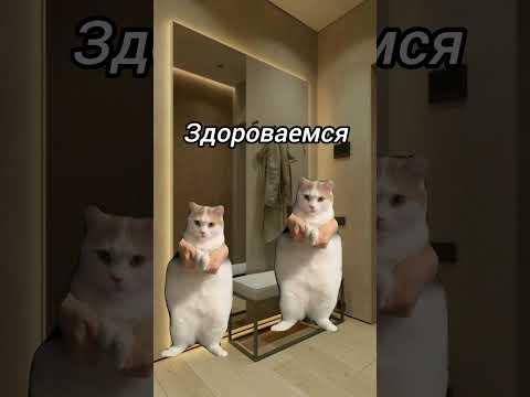 Видео: #мем #шура #жиза #анимация #смех #котики