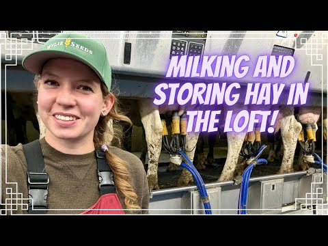Видео: Доим коров и укладываем сено на чердак!