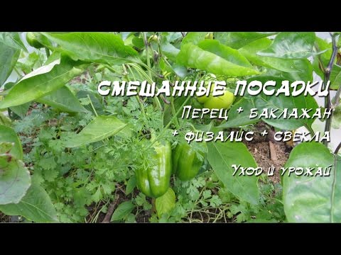 Видео: Смешанные посадки 2016: Перец + баклажан + физалис + свекла + лук