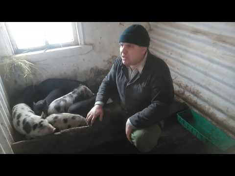 Видео: Поросята Вьетнамские или белые! опыт разведения