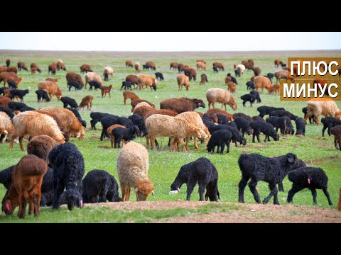 Видео: Плюсы и минусы искусственного осеменения животных. Гишларкаев Е.И.  ООО Волгоград-Эдильбай.