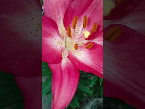 Видео: Вы таких лилий ещё не видели!! 24 июня 25 г Обзор по лилиям. #лилейныедеревья #лилии #лилиивтеплице