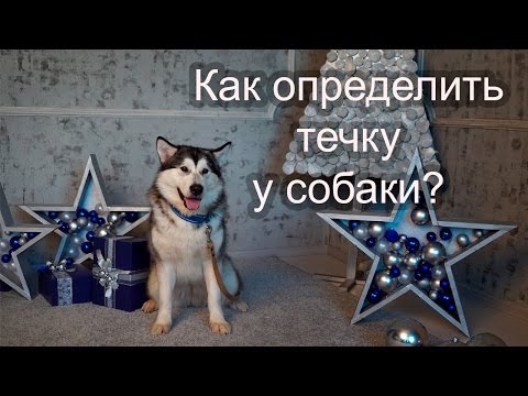 Видео: 🐶 Как определить течку у собаки?