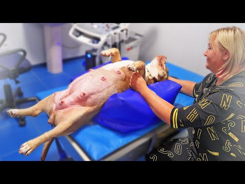 Видео: Приехали рожать в клинику. Уехали без щенков! Что произошло?