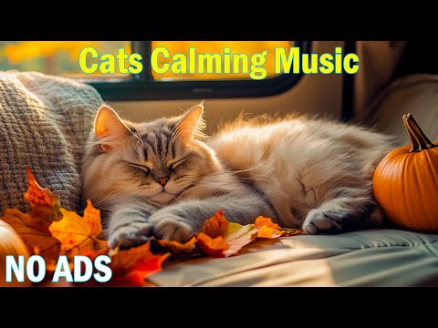 Видео: 12-часовая лечебная музыка для успокоения беспокойных кошек🎵Звуки для глубокого кошачьего отдыха🎵К