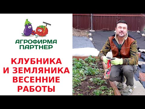 Видео: КЛУБНИКА И ЗЕМЛЯНИКА. ВЕСЕННИЕ РАБОТЫ