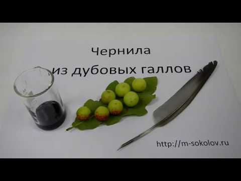 Видео: Чернила из дубовых галлов