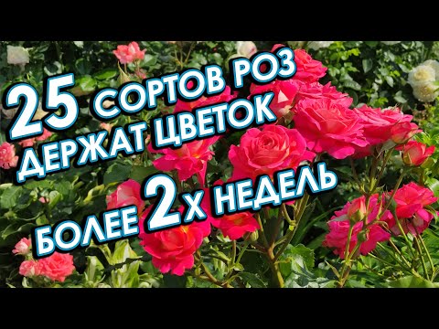 Видео: 25 СОРТОВ РОЗ, которые держат цветок на солнце более 2х недель.