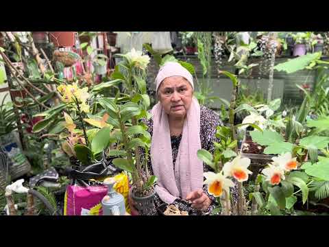 Видео: ВСЕМ ПРИВЕТ! ПРЕДСТАВЛЯЮ ВАШЕМУ ВНИМАНИЮ ОБЗОР ТРОПИЧЕСКИХ РАСТЕНИЙ ИЗ ТАИЛАНДА!  ДЕНДРОБИУМ FROSTY