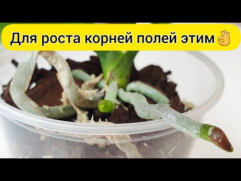 Видео: НАРАСТИТЬ КОРНИ орхидее // Так надо ПОЛИВАТЬ орхидею для роста корней орхидеи