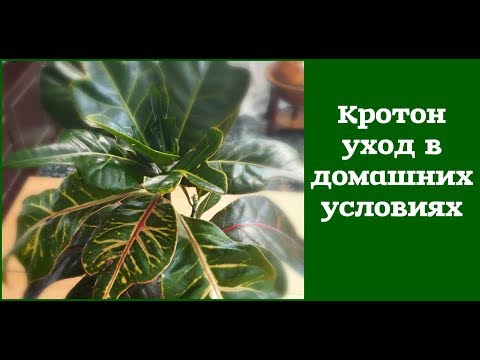 Видео: Кротон - уход в домашних условиях