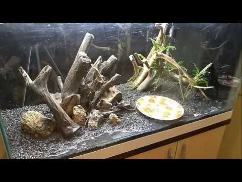 Видео: День Х Полный перезапуск аквариума 225 литров
