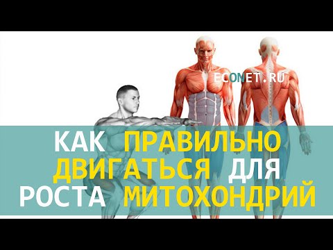 Видео: Как правильно двигаться для роста митохондрий | ECONET.RU